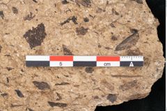Foto (Detailansicht) von Sequoia hardtii Endl. (NHMW-GEO-2024-0188-8253)
